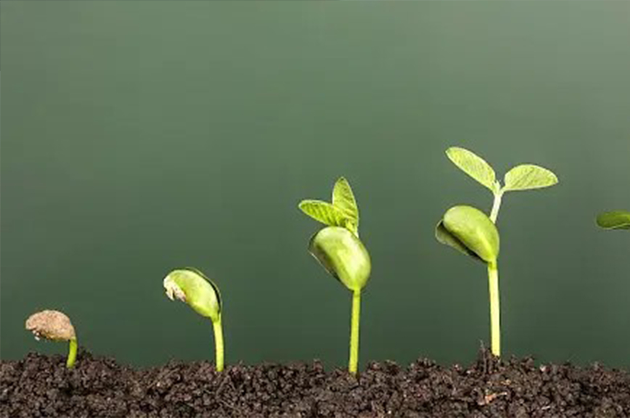 Development Development